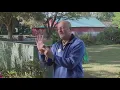How and When To Prune Azaleas
