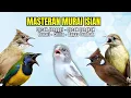 Lagu Masteran Murai Isian Kenari, Cungkok, Cililin, Cucak Jenggot, Kapas Tembak