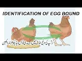 egg bound chicken a eggbound chicken looks binding