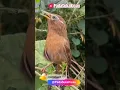 Download Lagu Hwamei Birds Gacor Burung wambi gacor #shorts #shortvideo #hwamei #wambi #burung #kicau #kicaumania