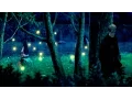 Download Lagu Peaceful moments - The Last Naruto the movie - The Day OST