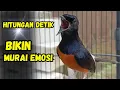 Download Lagu MURAI BATU GACOR !! PANCINGAN murai batu gacor AMPUH MENJADIKAN murai batu agar cepat bunyi NYAUT
