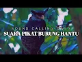 Lagu SUARA PIKAT BURUNG HANTU - SOUND CALLING OWLS
