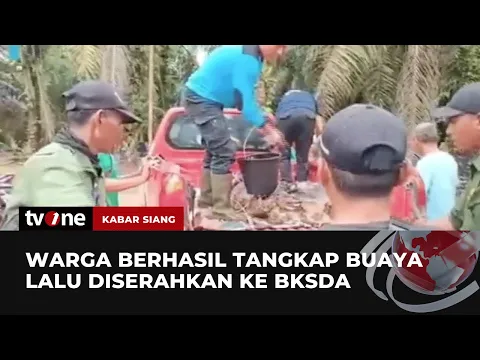 Warga Serahkan Buaya Sepanjang 3,5 Meter ke BKSDA