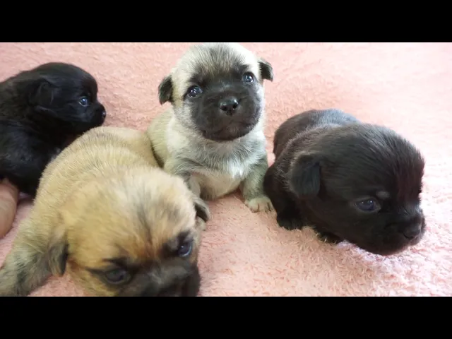 動画