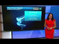 Jellyfish sightings on the increase