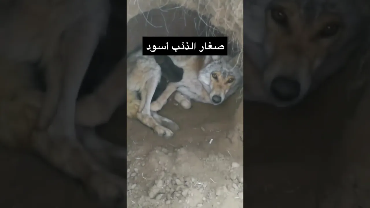 صغار الذئب أسود