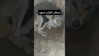 صغار الذئب أسود 