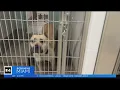 Broward County Animal Care and Adoption now beyond capacity