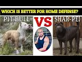 Chinese Fighting Dog Shar Pei VS Pit Bull Who Will Win