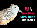 Download Lagu Suara Burung Perkutut Lokal Gacor Cocok Untuk Pikat