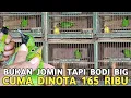 Download Lagu EFEK STOCK MELIMPAH RUAH CUCAK IJO BODI BIG GACORAN CUMA DIJUAL 165 RIBU DI PASAR BURUNG PRAMUKA