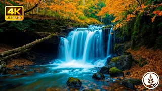 Sounds for Sleep, Spa & Meditation Water Sounds • Peaceful Ambience for Spa, Yoga and Relaxation