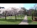 Download Lagu Kersenbloesem in Westerpark Amsterdam