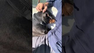 Violet says her comfort is all that matters !! #petsofyoutube #doberman #sailing #boatlife #travel