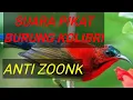 Download Lagu MP3 SUARA PIKAT SEMUA JENIS BURUNG KOLIBRI konin ribut