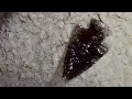 Making a Quick Arrowhead From a Flake of Obsidian - Flintknapping