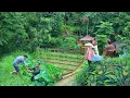 Download Lagu Harvesting pineapple, lotus seeds, lotus flowers. DAU Chicken stew is nutritious for the fetus