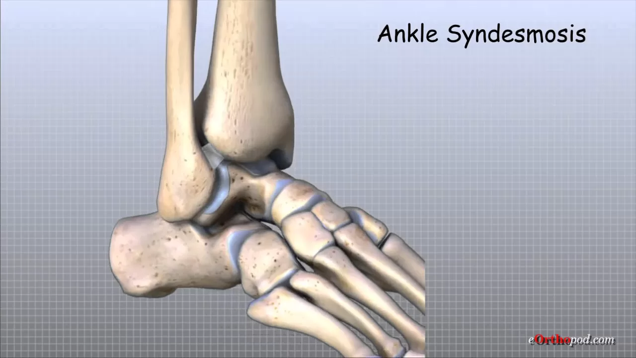 Ankle Anatomy Animated Tutorial
