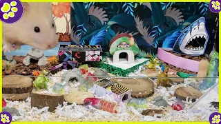 Hamsters se Divertindo na sua Nova Casa, Videos de Hamsters Amigovos