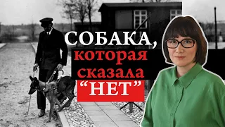 Служебные собаки и парадокс неповиновения