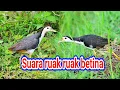 Download Lagu Suara pikat ruak ruak betina solo sudah terbukti keampuhannya
