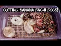 Banana Enchi Ball Python Eggs are Hatching See the Results