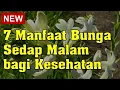 Download Lagu 7 Manfaat Kesehatan Bunga Sedap Malam, Tak Hanya Bikin Harum Ruangan