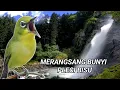 Download Lagu terapi pleci untuk merangsang bunyi pleci macet bunyi