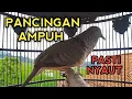 Download Lagu PANCINGAN PERKUTUT BANGKOK GACOR AGAR BUNYI 