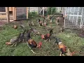 Download Lagu Leghorn Chickens - Brown Leghorn Chickens