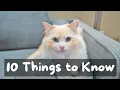 Things to Know Before Getting a Ragdoll Cat The Cat Butler