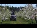 Pollinating Apple Trees