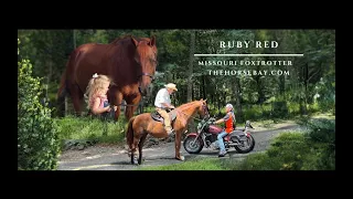 Meet Ruby Red Sorrel Missouri Foxtrotter Mare For Sale Youth