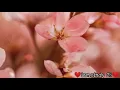 GUGMANG GA ASO-ASO – DJ Rowel  || LYRICS VIDEO ||