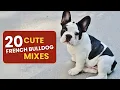 Cutest French Bulldog Crossbreeds - Top 20 Picks