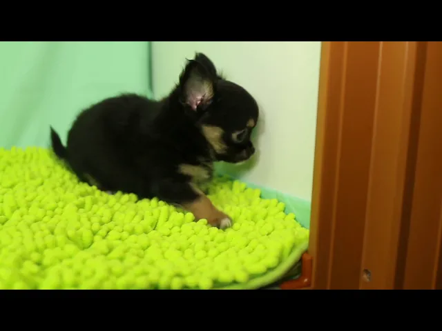 動画