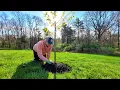 Planting New Spring Flowering Trees Magnolia Soulangeana and Yoshino Cherry Blossom Tree from Lowes