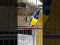 Download Lagu Suara burung sogon bren ak47 #sogonnembakpanjang #kicaumania #pancingansogokontong #birds