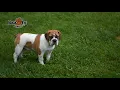 Beabull Puppy
