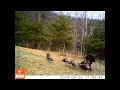 Star City Whitetails Spring Gobbler 2015
