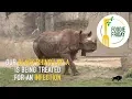 Foodie Friday Layla Rhino s Mash Diet