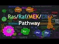Download Lagu Ras/Raf/MEK/ERK (MAPK) Pathway Explained | Basic Science Series