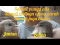 Lagu tips realita membedakan ciri-ciri anak ciblek semi yg jantan/ betina yg baru lepas loloh