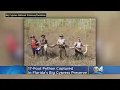Record Setting 17-Foot Python Captured In Florida s Big Cypress Preserve