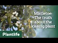 Mistletoe The truth about the kissing plant