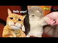 Download Lagu TAHAN TAWA.!😂 1 Jam Video Kucing Lucu Banget Bikin Ngakak Terbaru 2024 ~ Kucing Lucu Tik tok