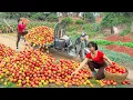 Download Lagu Rewind Timelapse: Harvest 1000+ Tomatoes, Use 3-Wheeled Truck Go to Market Sell | Phương Farm TV