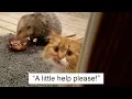 Possum Steals Cat Food And The Cat s Reaction Gets Better And Better With Every Picture