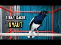 Download Lagu kacer gacor NGEPLONG tarung ini paling ampuh buat PANCINGAN KACER agar EMOSI NYAUT